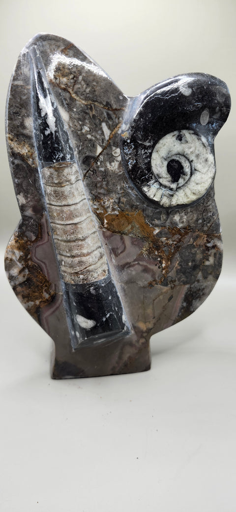 Orthoceras, goinitite ammonite limestone statue 2.4 pounds, 8 inches.
