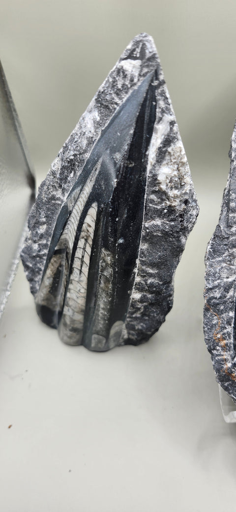 Double orthoceras nautiloids large! 1.1 pounds 6 inches