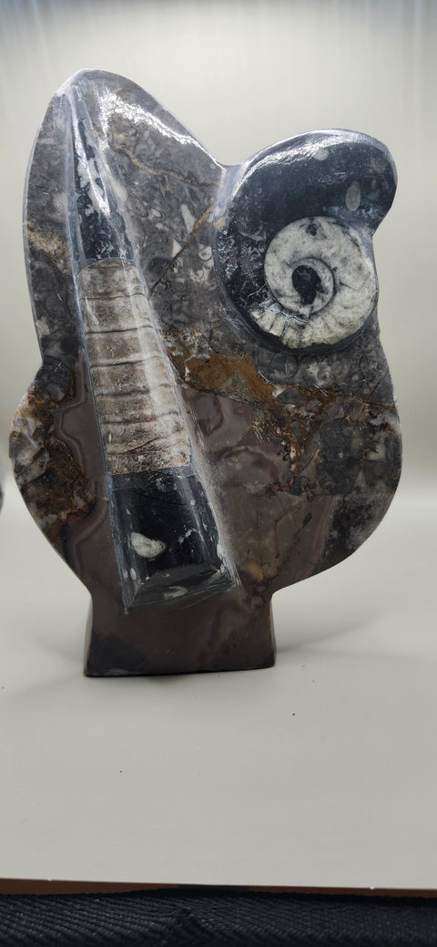 Orthoceras, goinitite ammonite limestone statue 2.4 pounds, 8 inches.