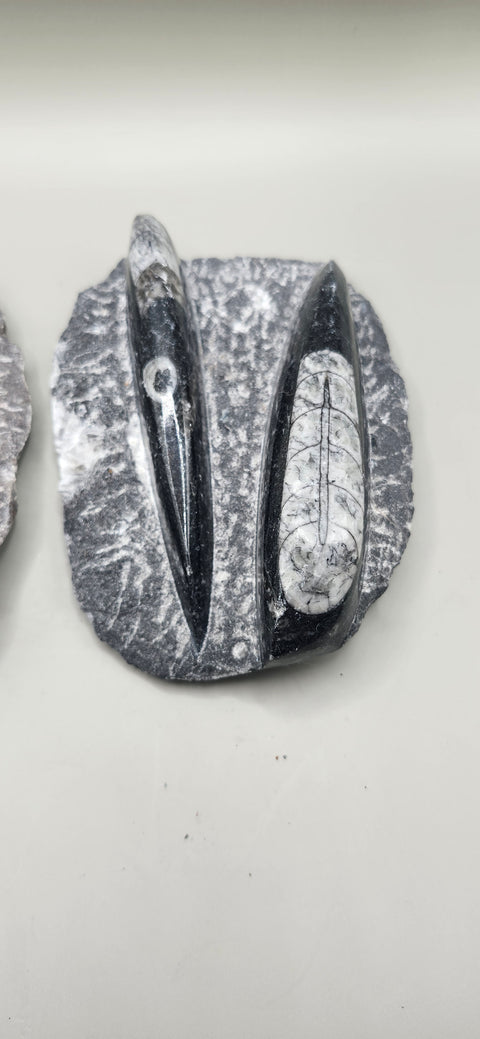 Double Orthoceras nautiloids small! 7 ounces 4 inches