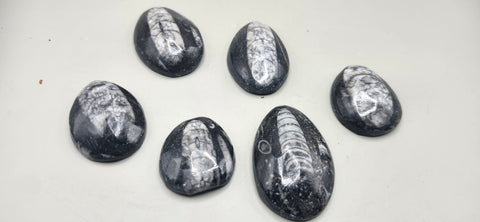 Small orthoceras nautiloids cabochon 1.5 to 3 inches