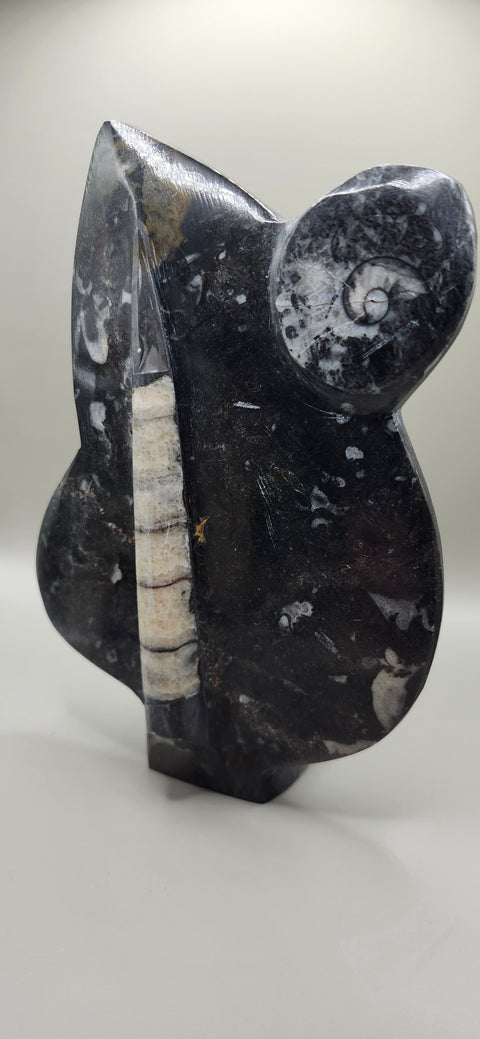 Orthoceras goinitite ammonite limestone statue! 2.1 pounds 7.5 inches