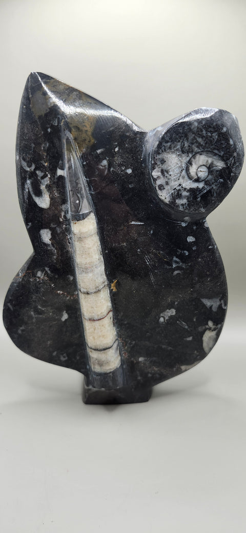 Orthoceras goinitite ammonite limestone statue! 2.1 pounds 7.5 inches