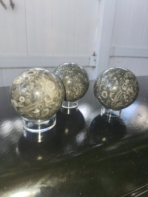 65.8mm, 2.59 inch, 14 ounce, crinoid fossil sphere!