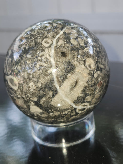 Crinoid fossil sphere! 68mm, 2.69 inches, 1 pound