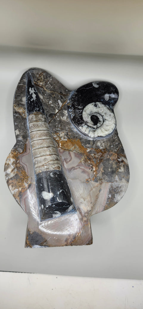 Orthoceras, goinitite ammonite limestone statue 2.4 pounds, 8 inches.