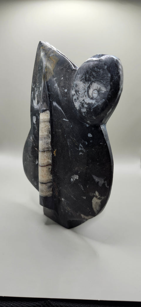 Orthoceras goinitite ammonite limestone statue! 2.1 pounds 7.5 inches