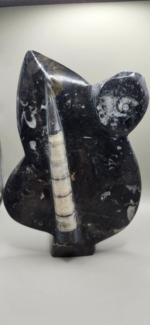 Orthoceras goinitite ammonite limestone statue! 2.1 pounds 7.5 inches