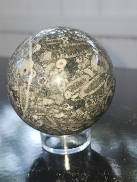 62.5mm, 2.46 inch, 12.4 ounce crinoid fossil sphere