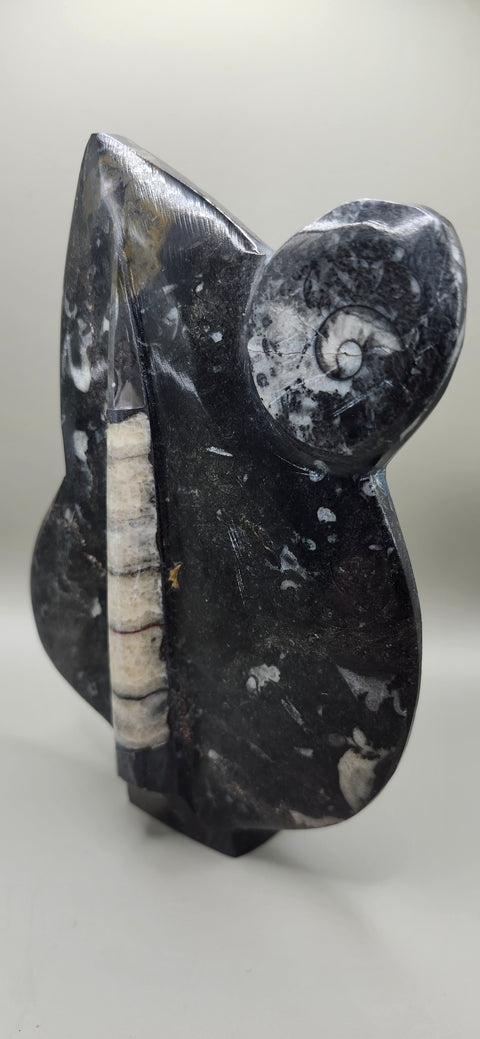 Orthoceras goinitite ammonite limestone statue! 2.1 pounds 7.5 inches