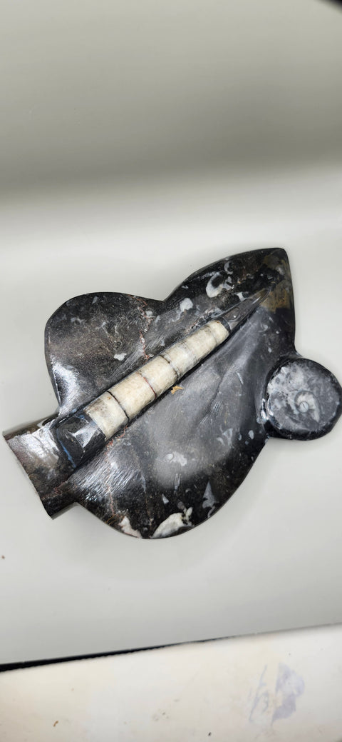 Orthoceras goinitite ammonite limestone statue! 2.1 pounds 7.5 inches