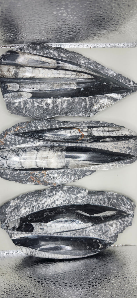Double orthoceras nautiloids large! 1.1 pounds 6 inches