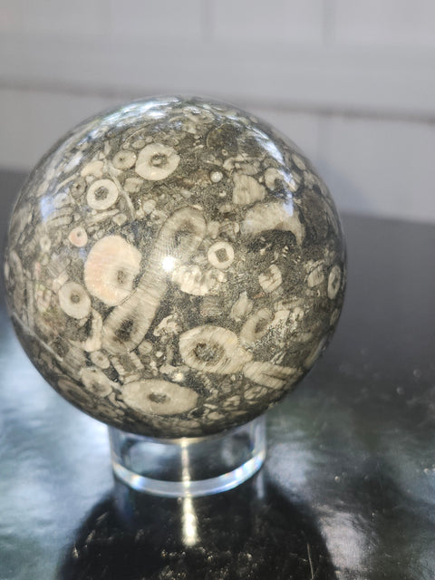 62.5mm, 2.46 inch, 12.4 ounce crinoid fossil sphere