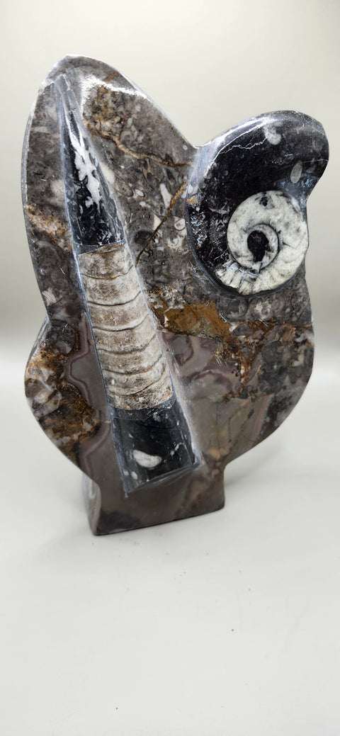 Orthoceras, goinitite ammonite limestone statue 2.4 pounds, 8 inches.