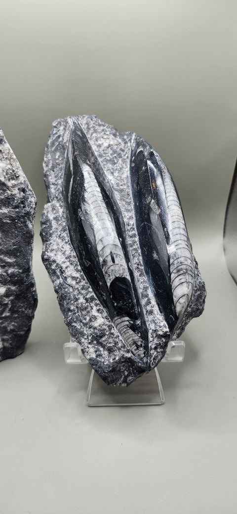 Double orthoceras nautiloids large! 1.1 pounds 6 inches