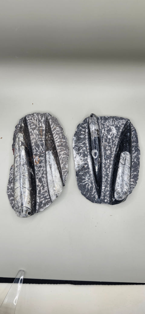 Double Orthoceras nautiloids small! 7 ounces 4 inches