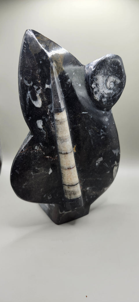 Orthoceras goinitite ammonite limestone statue! 2.1 pounds 7.5 inches