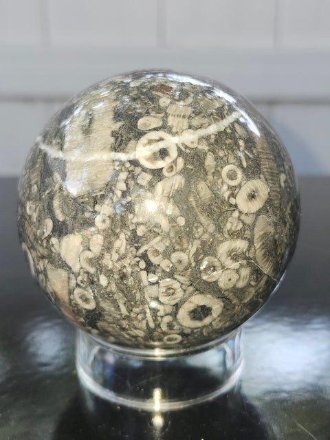 Crinoid fossil sphere! 68mm, 2.69 inches, 1 pound