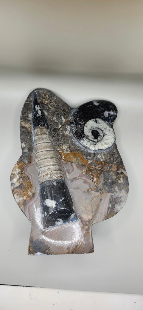 Orthoceras, goinitite ammonite limestone statue 2.4 pounds, 8 inches.