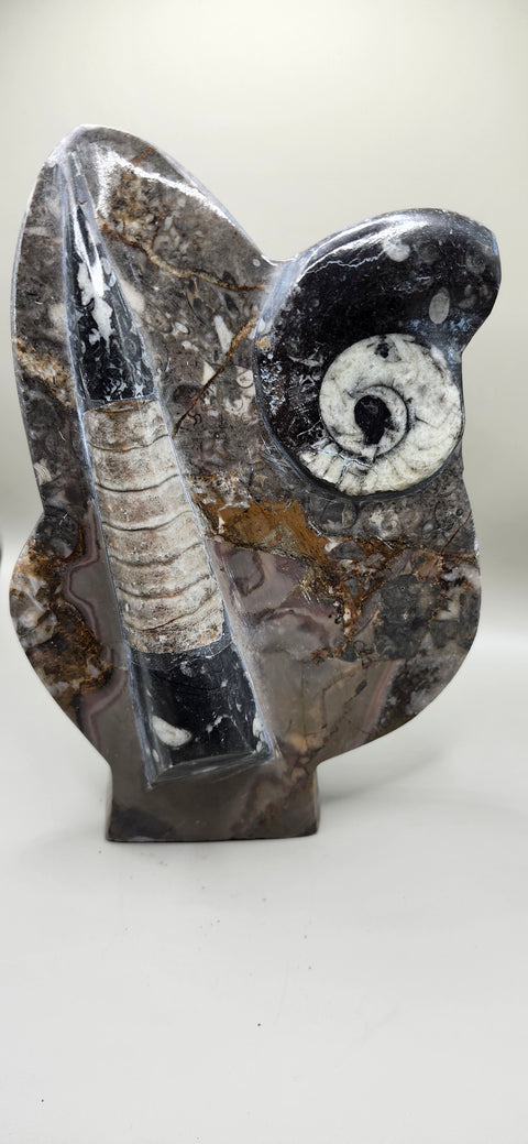 Orthoceras, goinitite ammonite limestone statue 2.4 pounds, 8 inches.