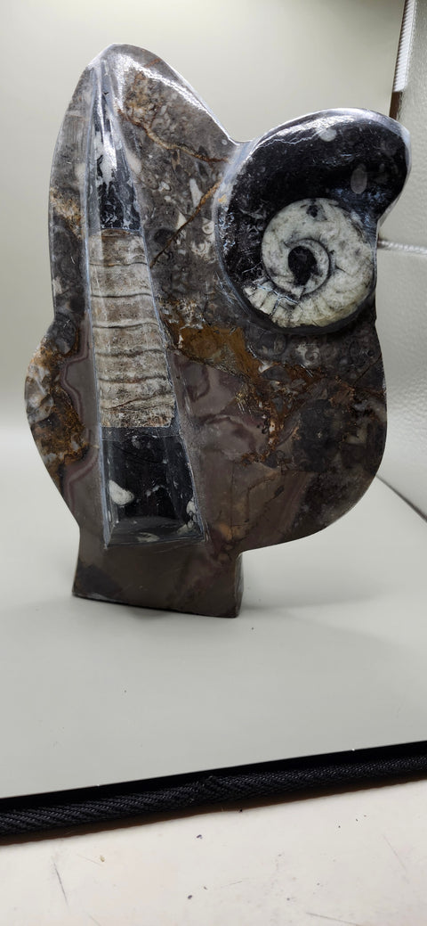 Orthoceras, goinitite ammonite limestone statue 2.4 pounds, 8 inches.
