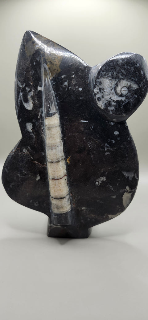 Orthoceras goinitite ammonite limestone statue! 2.1 pounds 7.5 inches