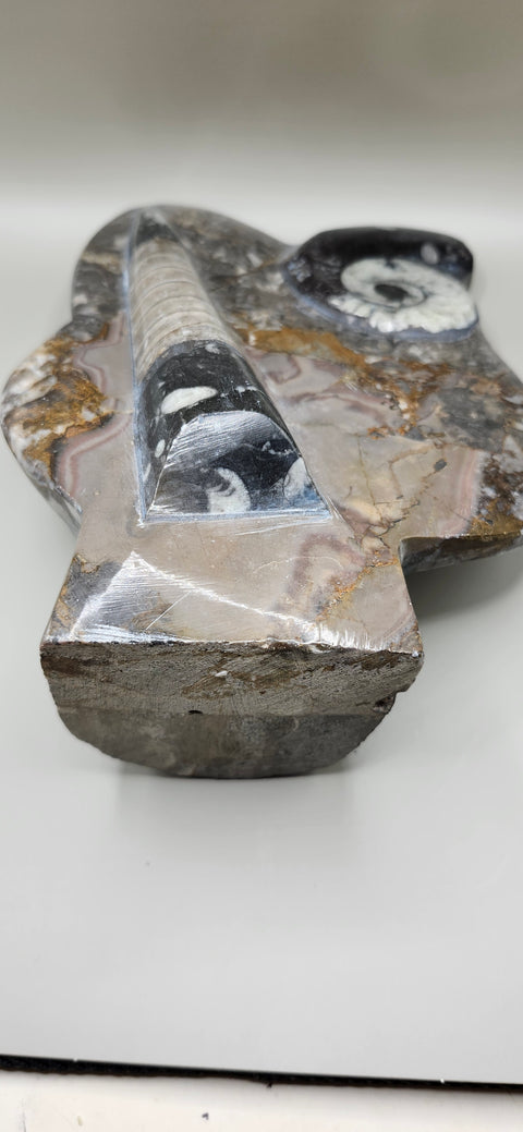 Orthoceras, goinitite ammonite limestone statue 2.4 pounds, 8 inches.