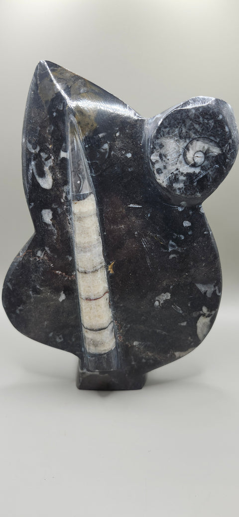 Orthoceras goinitite ammonite limestone statue! 2.1 pounds 7.5 inches