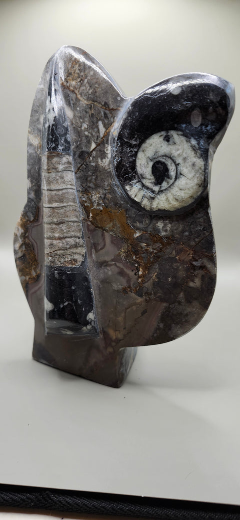 Orthoceras, goinitite ammonite limestone statue 2.4 pounds, 8 inches.
