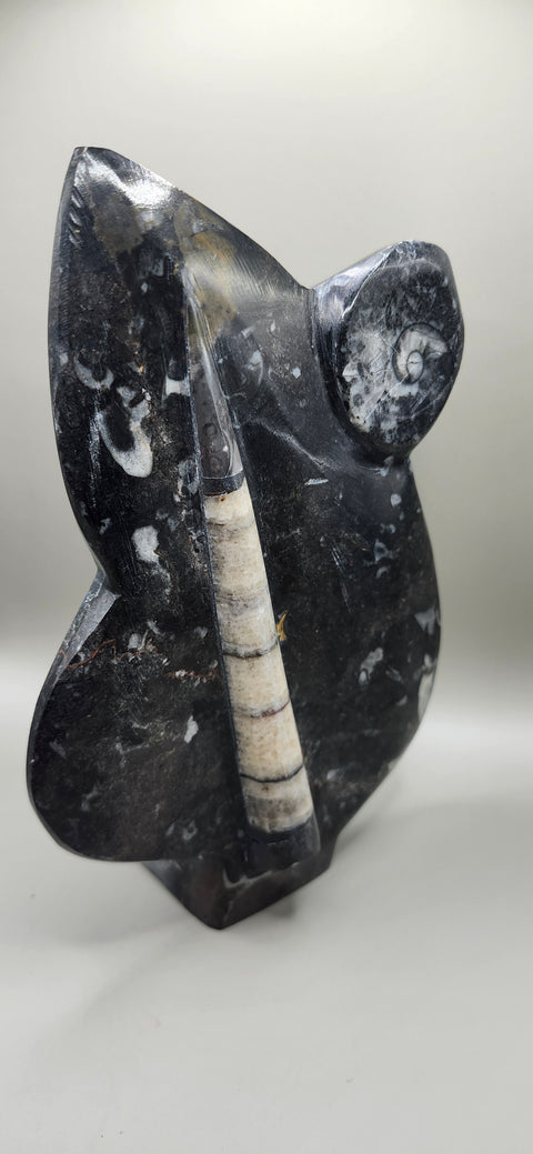 Orthoceras goinitite ammonite limestone statue! 2.1 pounds 7.5 inches