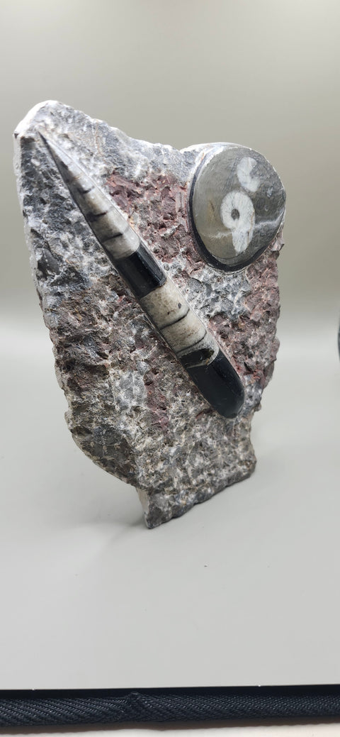 Orthoceras goinitite ammonite limestone statue! 1.7 pounds, 6.5 inches