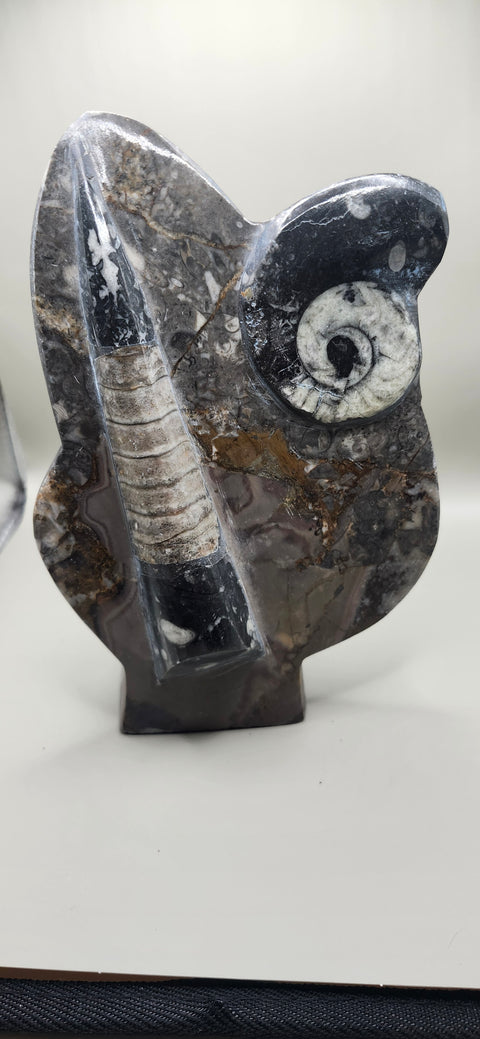 Orthoceras, goinitite ammonite limestone statue 2.4 pounds, 8 inches.