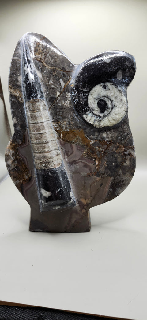Orthoceras, goinitite ammonite limestone statue 2.4 pounds, 8 inches.