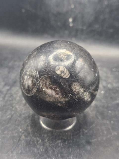 Orthoceras nautiloids sphere! 12 ounces 62.4mm, 2.4 inches wide