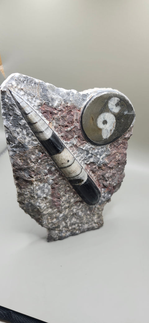 Orthoceras goinitite ammonite limestone statue! 1.7 pounds, 6.5 inches