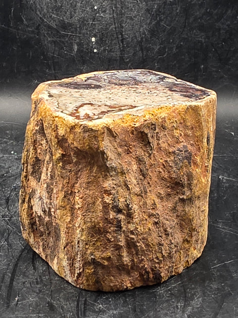 Petrified wood trunk! 1.2 pounds, 2.3 inches tall, 2.6" wide!