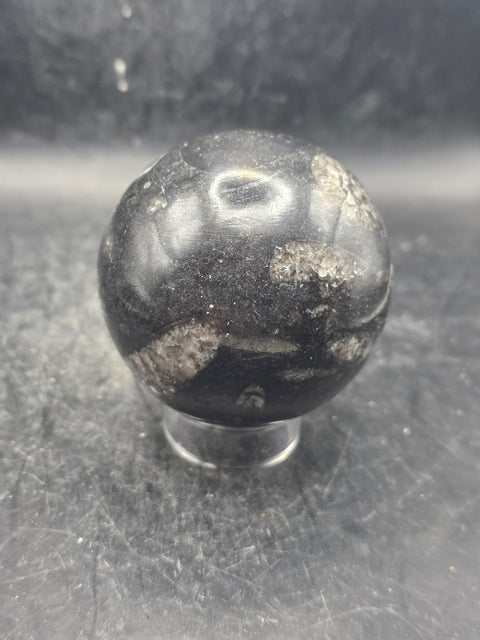 Orthoceras nautiloids sphere! 12 ounces 62.4mm, 2.4 inches wide