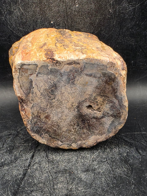Petrified wood trunk! 1.2 pounds, 2.3 inches tall, 2.6" wide!
