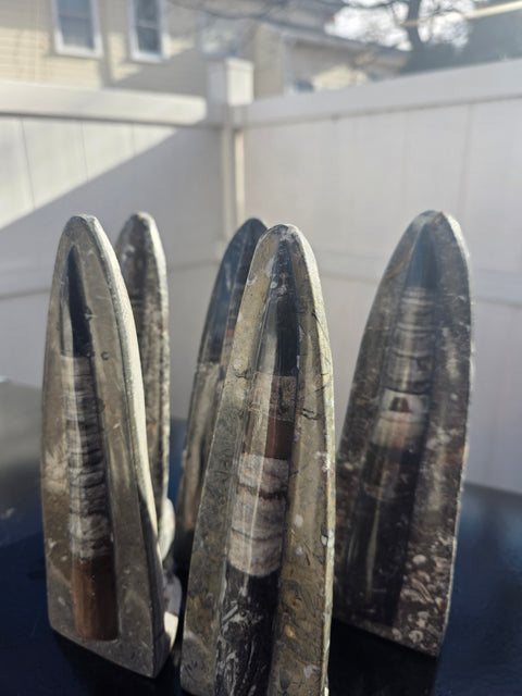 Single orthoceras nautiloids statue! 14 ounces, 8 inches tall