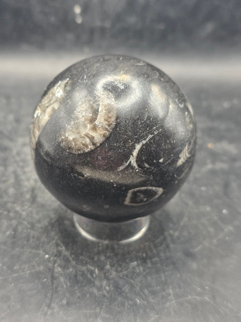 Orthoceras nautiloids sphere! 12 ounces 62.4mm, 2.4 inches wide