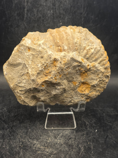 Medium nautilis ammonite fossil! 13 ounces, 3.7 inches wide, 3.2" tall