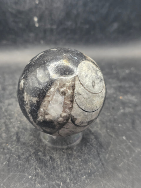 Orthoceras nautiloids sphere! 10 ounces 58.6mm, 2.3 inches wide