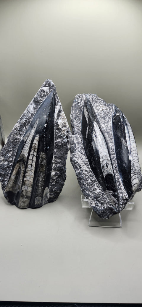 Double orthoceras nautiloids large! 1.1 pounds 6 inches