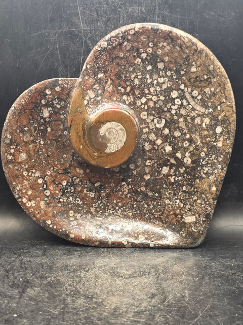 Ammonite fossil heart plate! 6 inches wide, 5.5 inches tall!