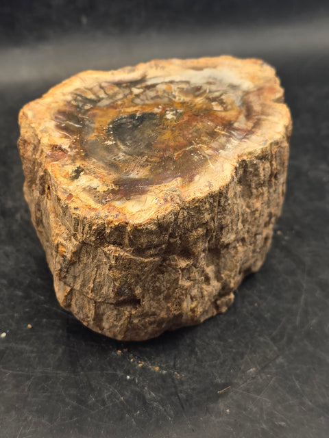 Petrified wood trunk! 15.6 ounces, 3.4 inches by 2.5 inches