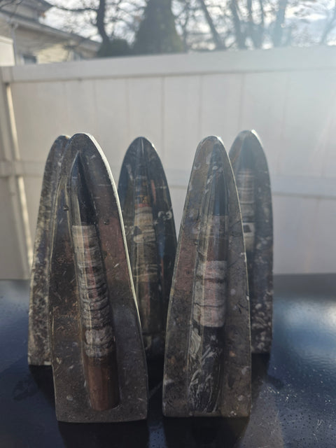 Single orthoceras nautiloids statue! 14 ounces, 8 inches tall