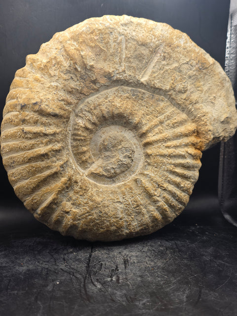 XL Nautilus ammonite!! 6.10 pounds, 9 inches by 8 inches