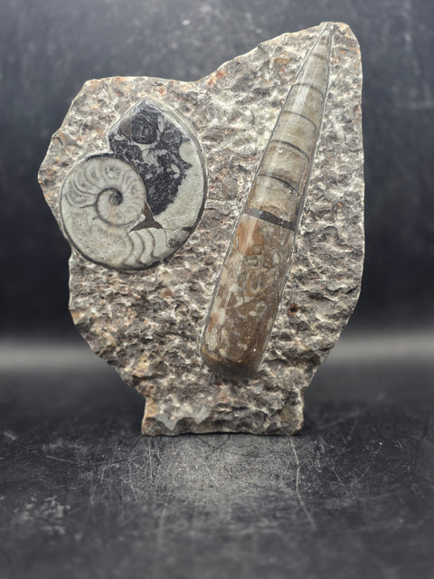 Orthoceras ammonite limestone statue! 1.13 pounds, 6.7 inches tall