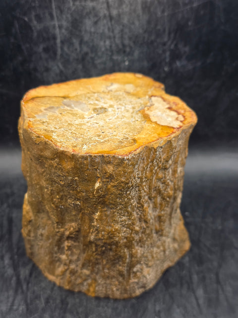 Petrified wood trunk! 1.15 pounds, 3.5 inches tall, 3.3 inches wide