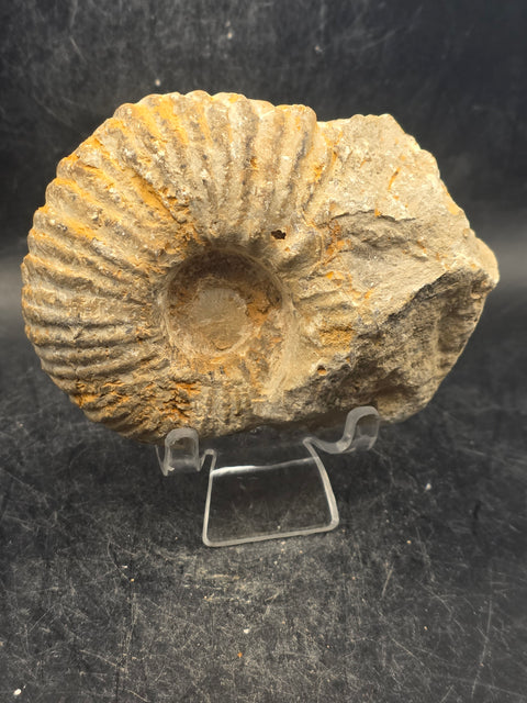 Medium nautilis ammonite fossil! 13 ounces, 3.7 inches wide, 3.2" tall